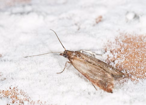W Twojej kuchni pojawiły się szkodniki? Te sposoby pomogą się ich pozbyć