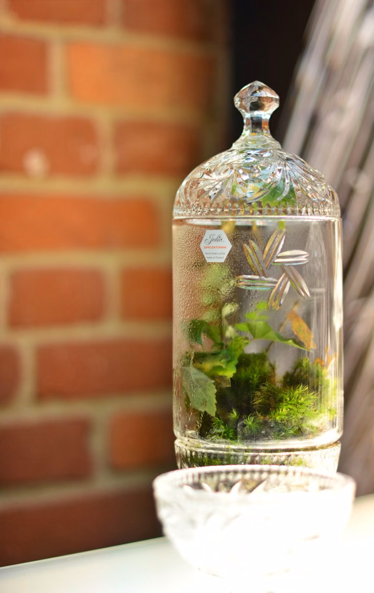 DIY las w słoiku
