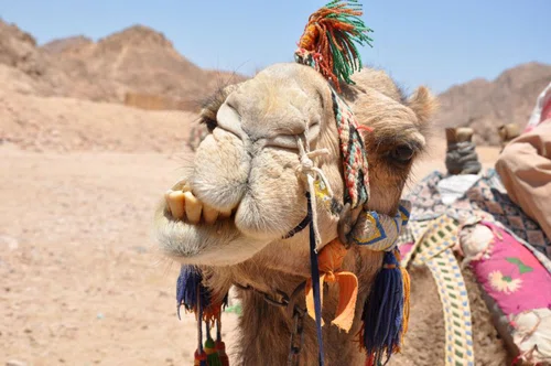 Subiektywny przewodnik po kurortach w Egipcie