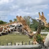 Dzień Miłośników Zoo: Święto Miłośników Zwierząt i Edukacji Ekologicznej