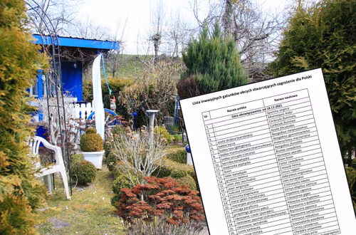Uwaga działkowcy: Te rośliny mogą zniszczyć ogród i portfel! Lista zakazanych gatunków została poszerzona