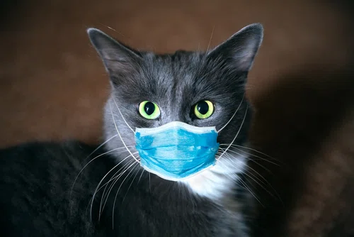 Koty mogą  się zarazić koronawirusem? Najnowsze doniesienia z Chin!