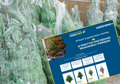 Wypożyczalnia żywych choinek! Nietypowa oferta popularnej sieci totalnie zaskoczyła klientów - ceny od 45 zł