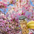 Wlej to pod swoją magnolię, a zakwitnie jak szalona! Ten jeden składnik z Twojej kuchni to naturalny eliksir