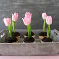 Babeczkowe tulipany