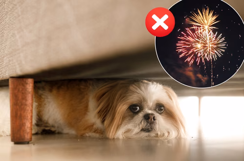 Zakaz używania fajerwerków i petard?! Rząd daje zielone światło gminom, jednak wskazuje na 2 daty