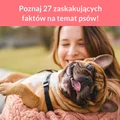Poznaj 27 zaskakujących faktów na temat psów!