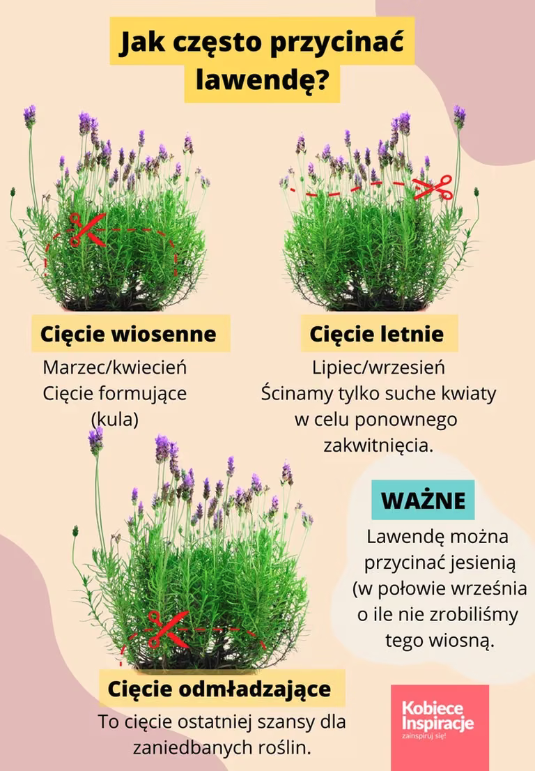 Kiedy i jak przycinać lawendę? Pamiętaj o tych dwóch terminach!