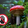 Ten grzyb niebawem zniknie z rynku! GIS przygotowuje nowy zakaz!