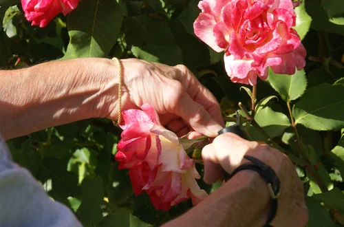 Co zrobić z różą jak przekwitnie? Kiedy i jak ją przycinać?