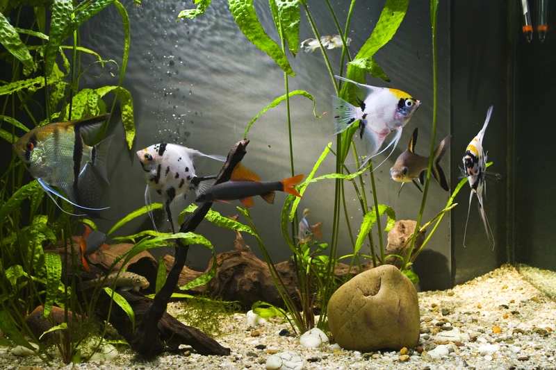 Wykorzystaj wodą z akwarium!