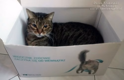 Kocie testowanie - podsumowanie kampanii Purina ONE