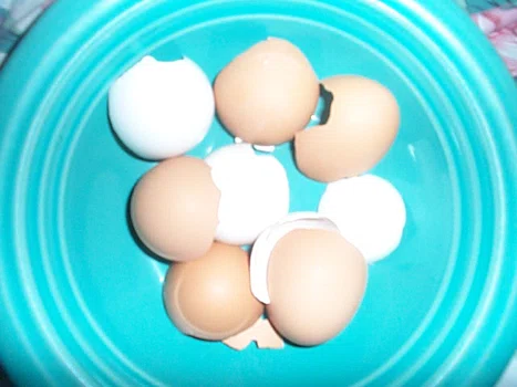 Przydatne sposoby wykorzystania skorupek jaj