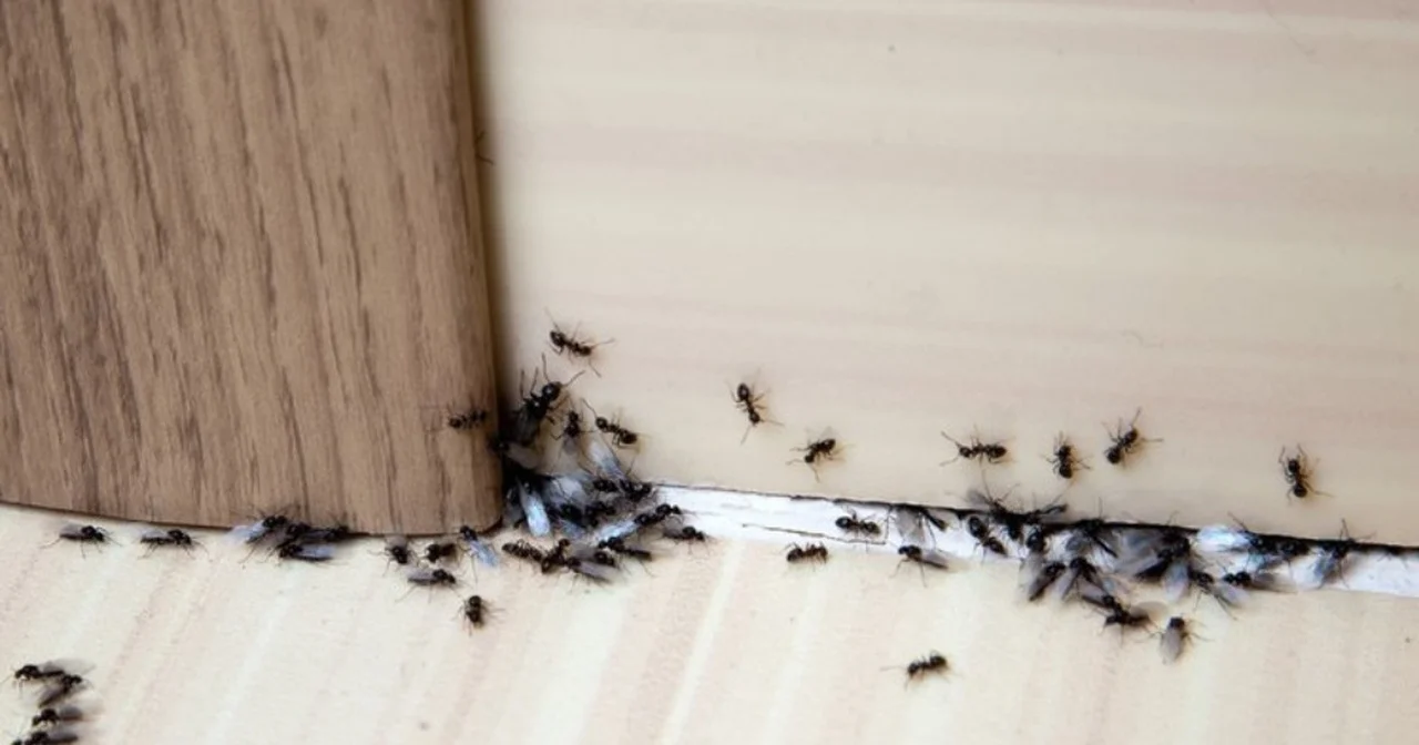 Domowe sposoby na mrówki w kuchni