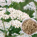 Większość myśli, że to chwast! Ta roślina uratuje Cię przed wieloma dolegliwościami!