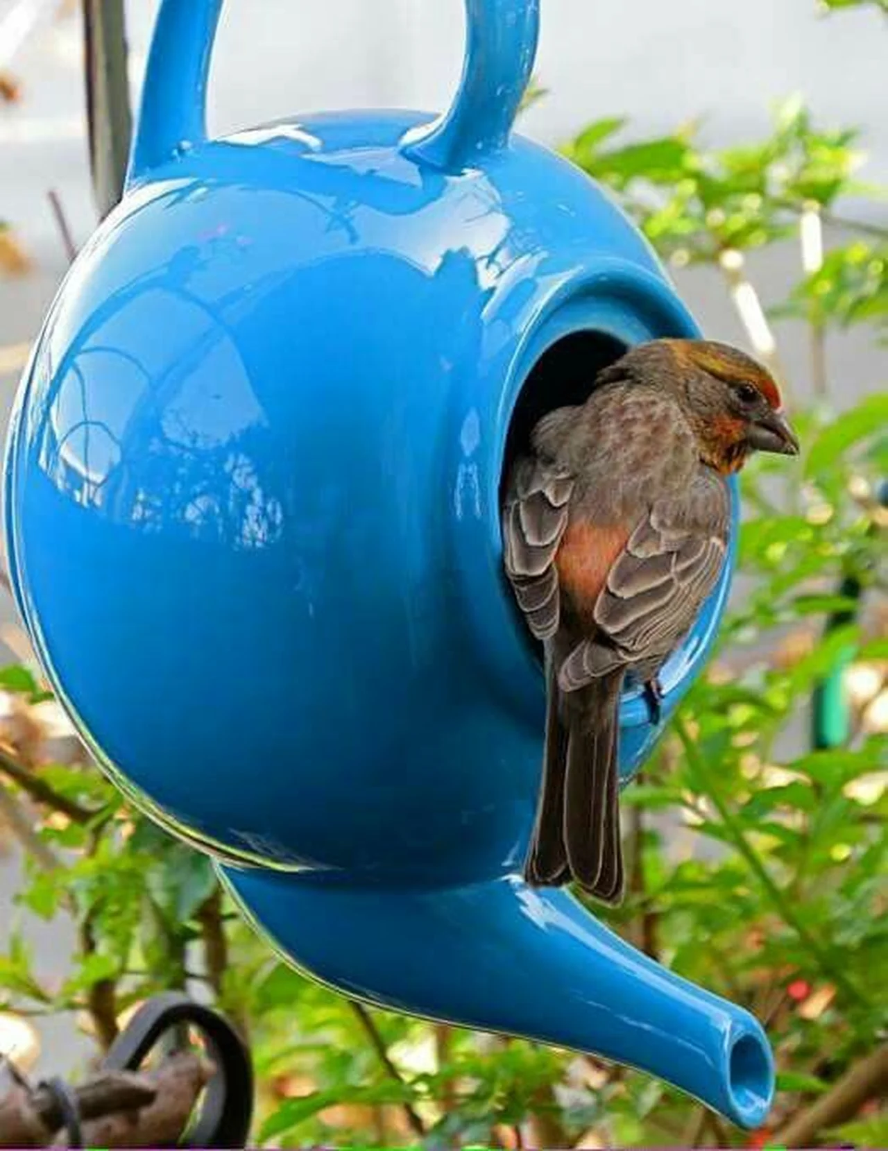 Pomysłowy karmnik dla ptaków