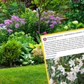 Uprawiamy ją w doniczkach, a jest silnie toksyczna! Sanepid wydał ważny komunikat z ostrzeżeniem