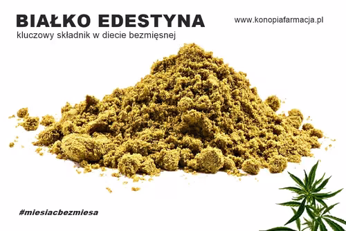 Edestyna - kluczowy składnik w diecie bezmięsnej ? Czy białko konopne jest zdrowe?
