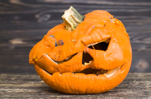 Co zrobić z dynią po Halloween? Nie popełniaj TEGO błędu!