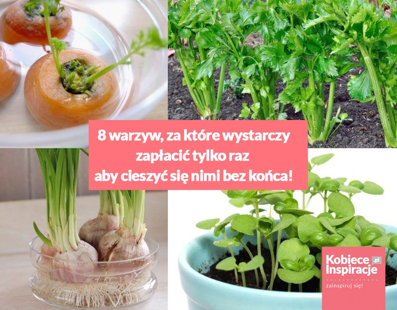 8 warzyw, za które wystarczy zapłacić tylko raz aby cieszyć się nimi bez końca!
