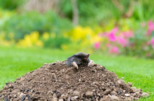 Kret w ogrodzie? Ekspert zdradza 5 sposobów, które działają i są legalne!
