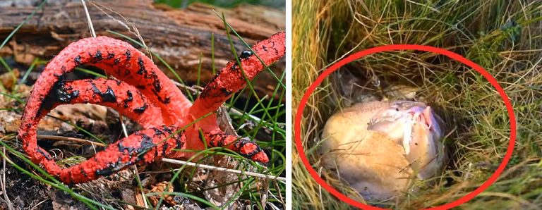 Jeśli zauważysz tego grzyba na swojej drodze, lepiej się do niego nie zbliżaj!