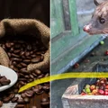 10 ciekawostek o kawie których nie wiesz