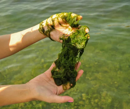 Katastrofa w Odrze. Trujące algi przyczyną śmierci ryb?