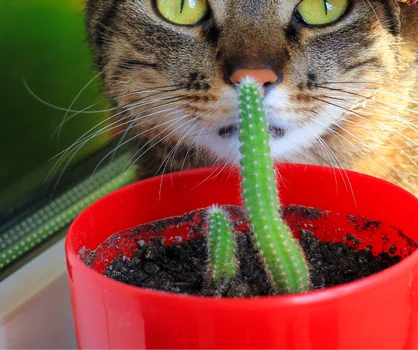 Uważaj! Te popularne rośliny mogą być śmiertelnie niebezpieczne dla twojego kota!