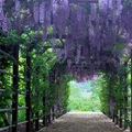 Cudna pergola