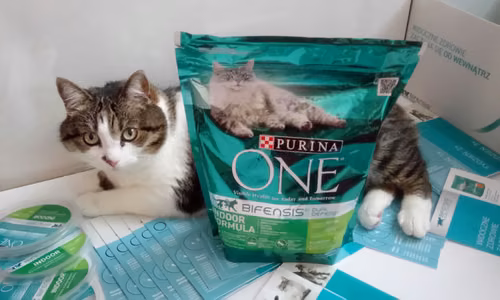 Kocie testowanie z Rekomenduj.to, czyli kampania PURINA ONE