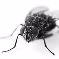 Sposób na pozbycie się  denerwującego insekta o którym nie wiesz!