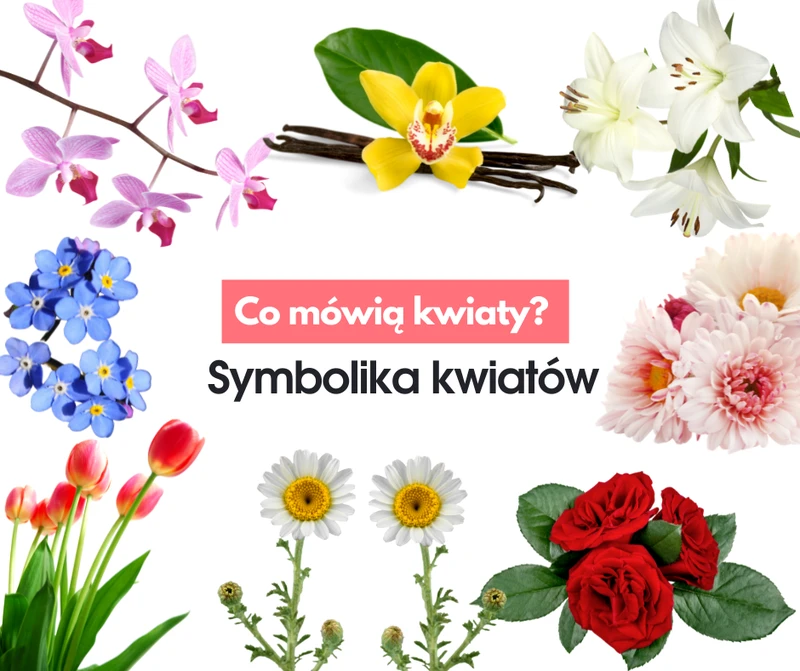 Symbolika kwiatów. Poznaj znaczenie najpopularniejszych kwiatów.
