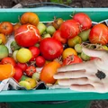Ta popularna roślina potrafi podwoić plony Twoich pomidorów! Zasadź obok, a zbiory Cię zaskoczą