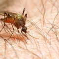 Egzotyczny wirus dotarł do Niemiec! Coraz więcej przypadków zakażeń