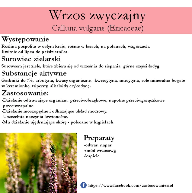 Wrzos zwyczajny działanie przeciwzapalne, odkażające układ moczowy i nie tylko!