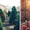 Jak wybrać idealną choinkę? Porównujemy różne drzewka