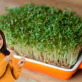 Nie masz czasu na warzywa? To zielone superfood wyrośnie w 3 dni i dostarczy Ci mnóstwo witamin!