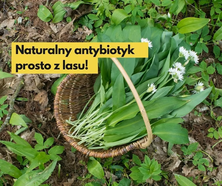 Naturalny antybiotyk prosto z lasu!  Czosnek niedźwiedzi -i jego właściwości zdrowotne i lecznicze.