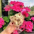 Amerykańskie lody bananowo – orzechowe