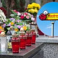 2+1 na chryzantemy i 4+4 na znicze! Biedronka zaskoczyła klientów atrakcyjną ofertą na Wszystkich Świętych