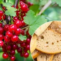 Zastosuj trik z czerstwym chlebem! W Twoim ogrodzie pojawi się więcej porzeczek niż kiedykolwiek!