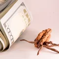 Pasożyt wart pół miliona złotych?