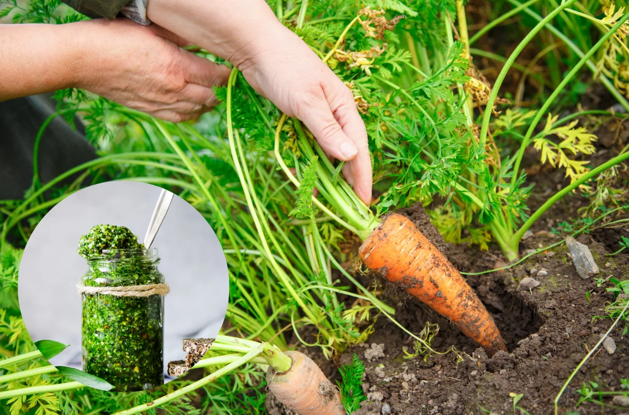 Większość osób wyrzuca ten zielony skarb! Oto, jak wykorzystać natkę marchewki w kuchni