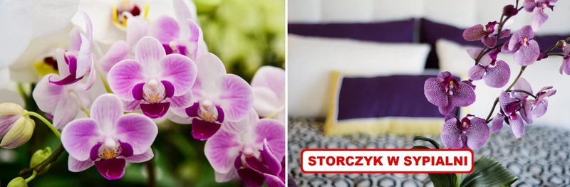Jeżeli masz w domu STORCZYKI to wykorzystaj ten trik!