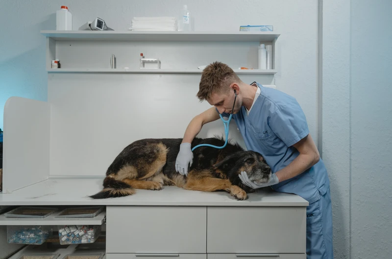 Światowy Dzień Lekarzy Weterynarii – Kluczowa rola w ochronie zdrowia