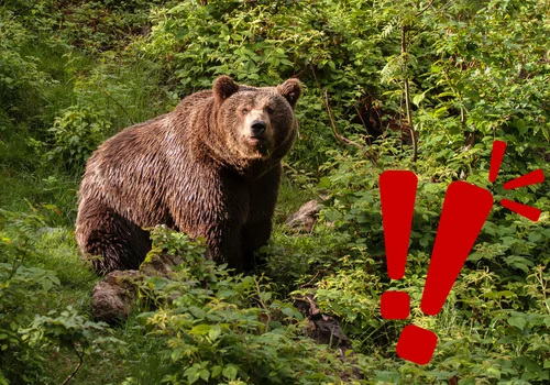 Niedźwiedź zaatakował grzybiarza! 63-latek nie żyje!