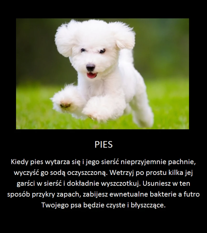 Super trik na wyczyszczenie psa!