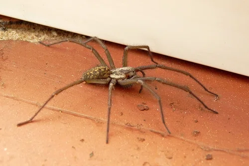 Jak pozbyć się pająków z domu