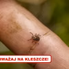 Wykorzystaj tę sztuczkę, a KLESZCZE będą omijać Cię z daleka!